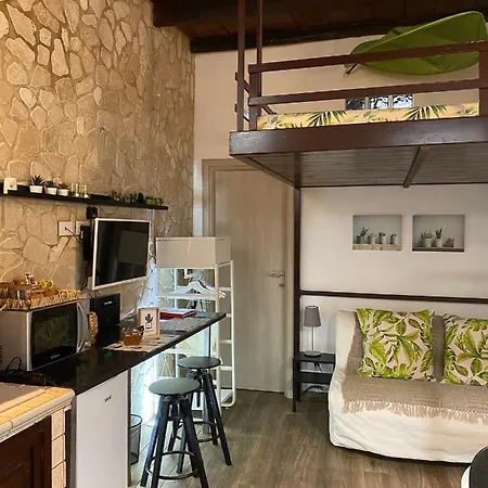 Cactus 31 * Syracuse